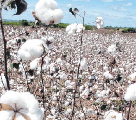 Santa Quitéria e mais 14 municípios avançam na produção de algodão ecológico